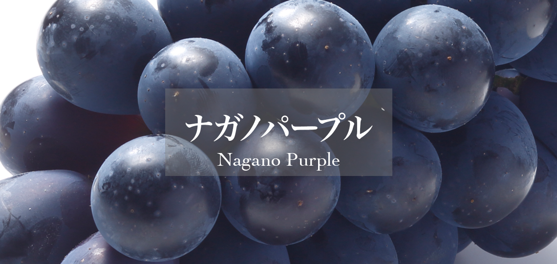 ナガノパープル – 新宿高野オンラインショップ