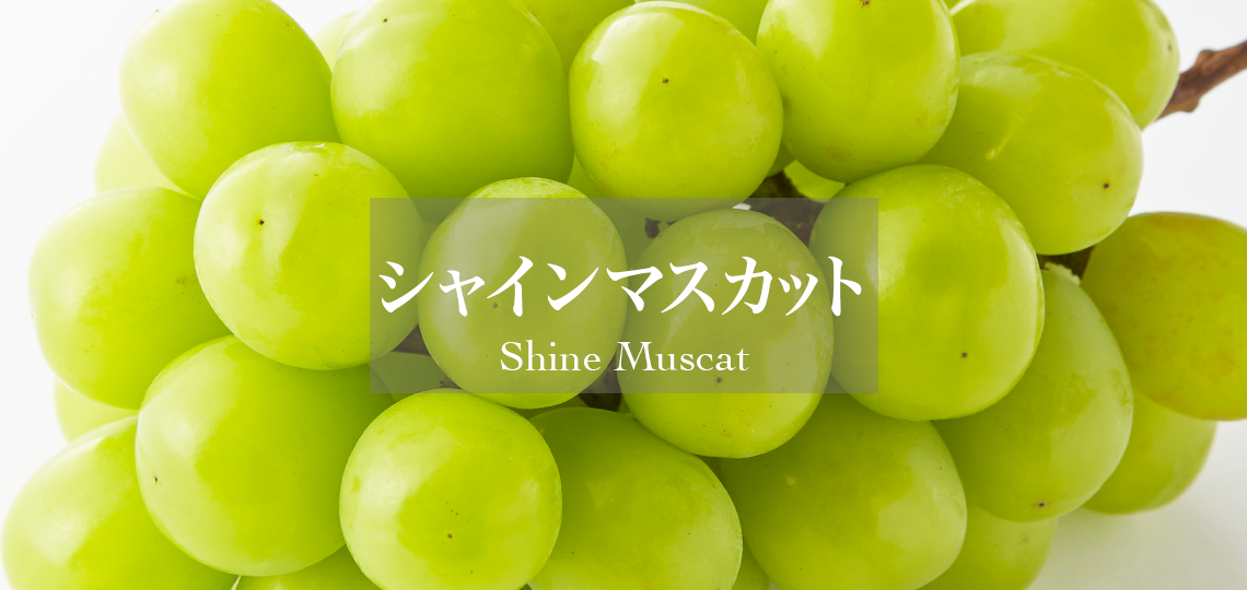 シャインマスカット | 新宿高野 高級フルーツギフトの老舗果物専門店