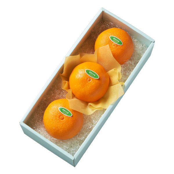 二点　グリーン、オレンジ　特別お値引き 新宿高野 紅まどんな3入 – 新宿高野オンラインショップ