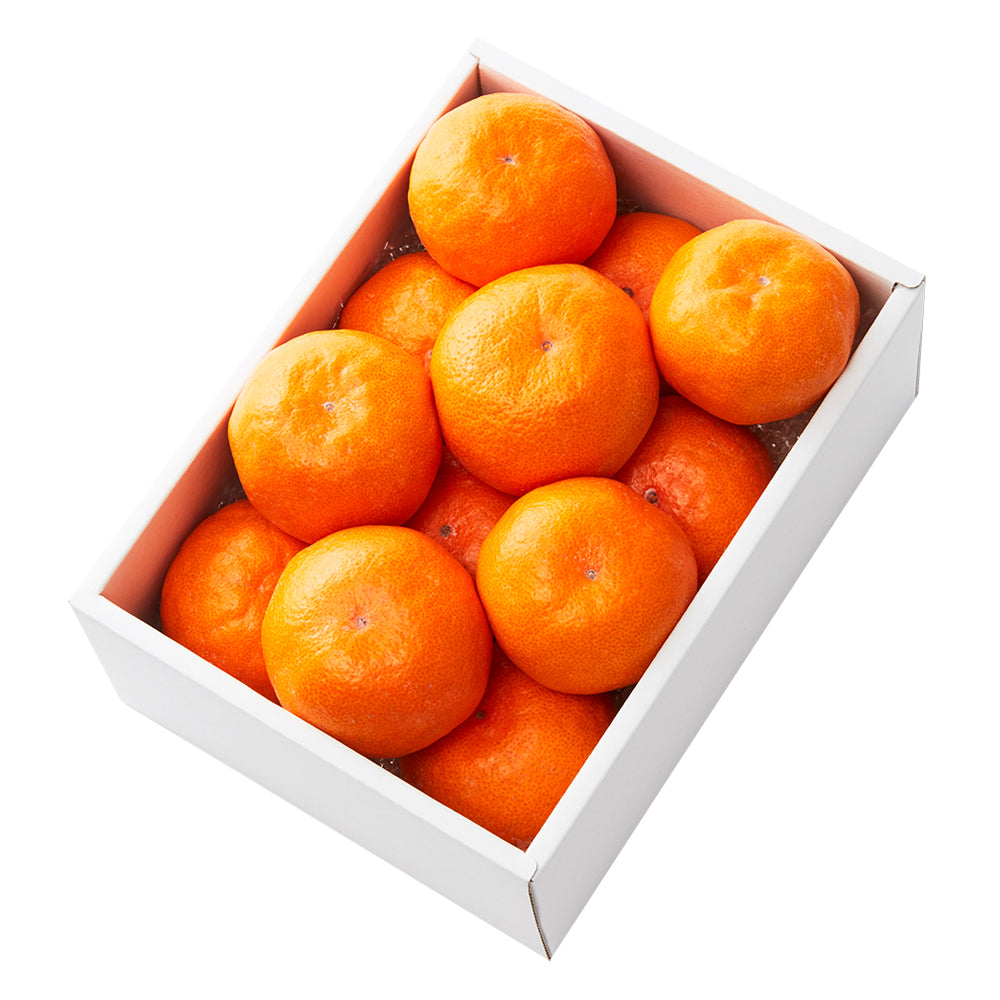 征露岳南武鑑 上 新宿高野 葵クラブみかんEA – 新宿高野オンラインショップ