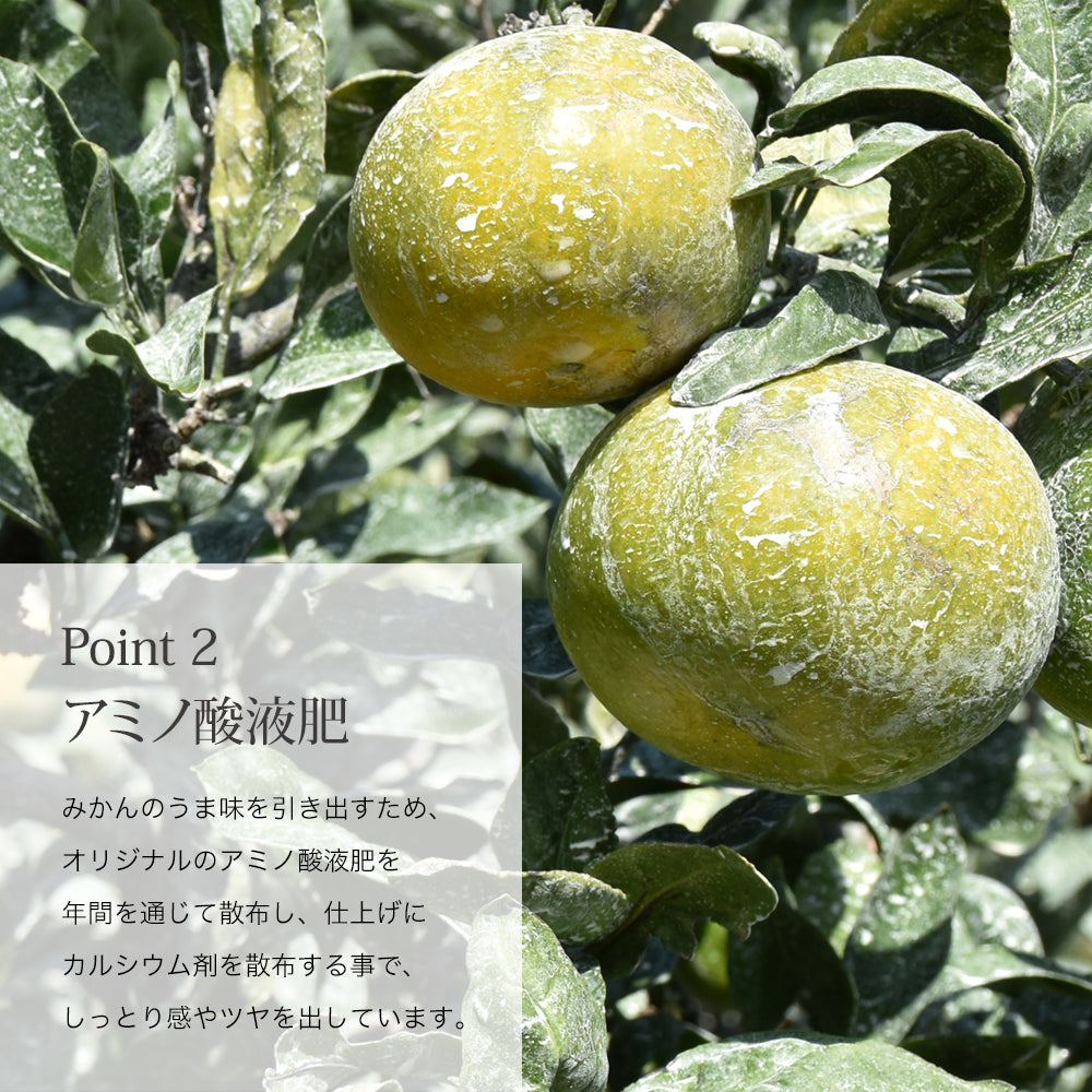 新宿高野 葵クラブみかん＆旬果K – 新宿高野オンラインショップ