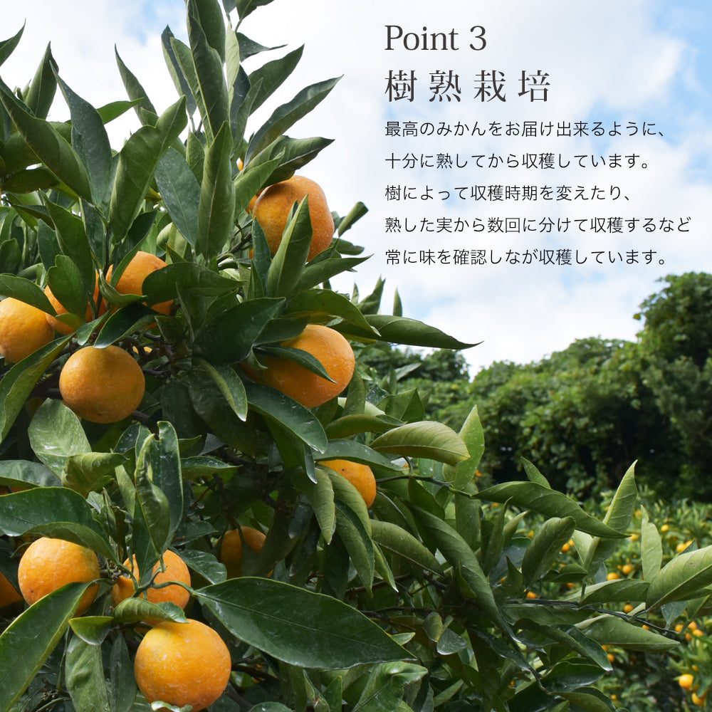 新宿高野 葵クラブみかんEB – 新宿高野オンラインショップ