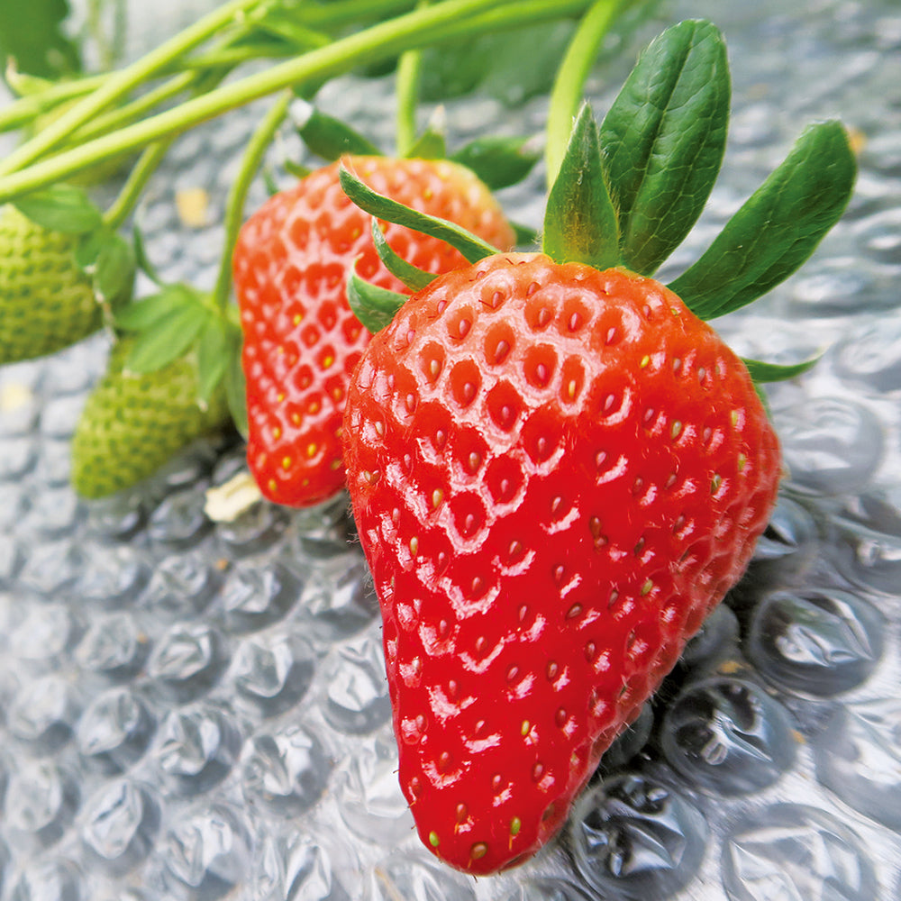 新宿高野 紅ほっぺA #15202