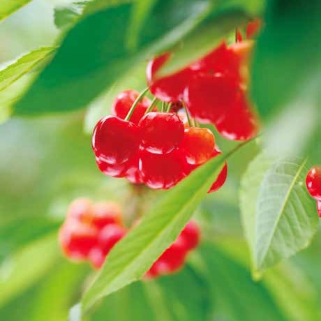 新宿高野 母の日 フルーツアラカルト #94016