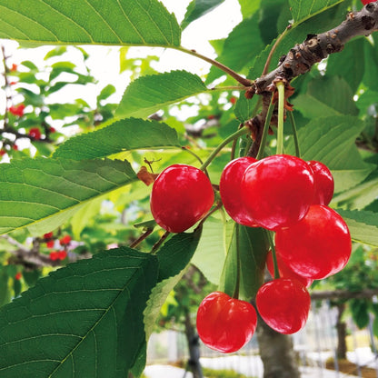 新宿高野 母の日 フルーツアラカルト #94016