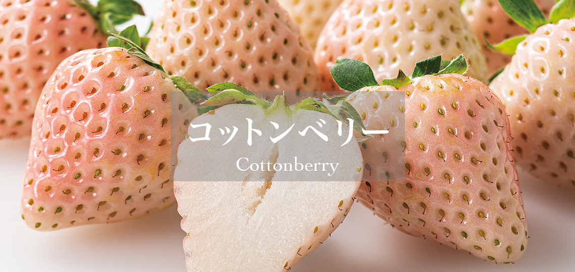 コットンベリー