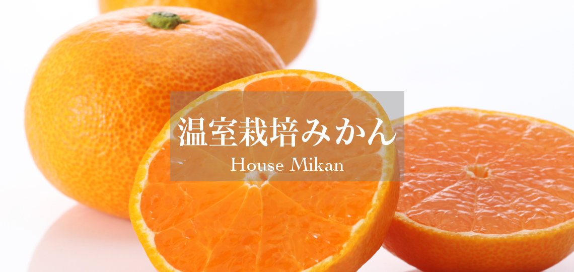 温室栽培みかん
