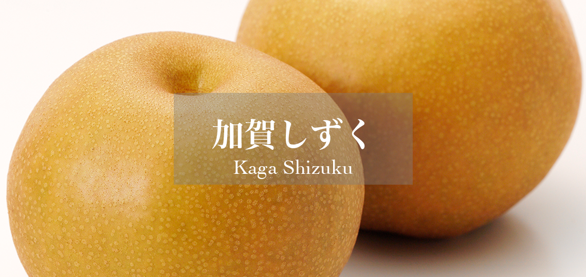 加賀しずく