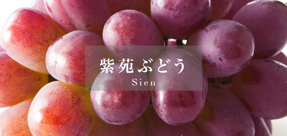 <strong>【NEW】</strong>紫苑ぶどう