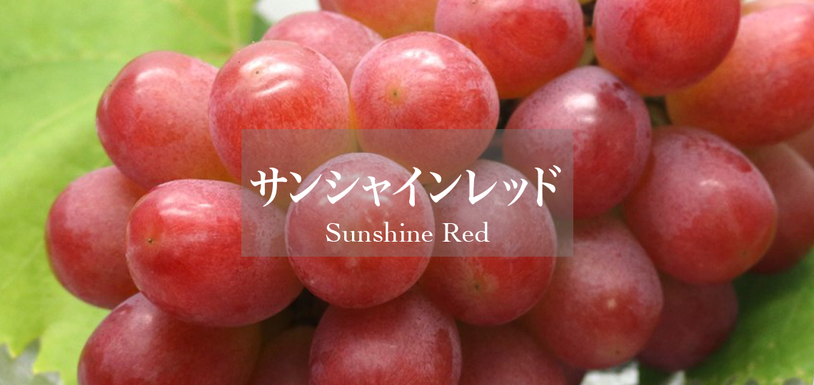 サンシャインレッド
