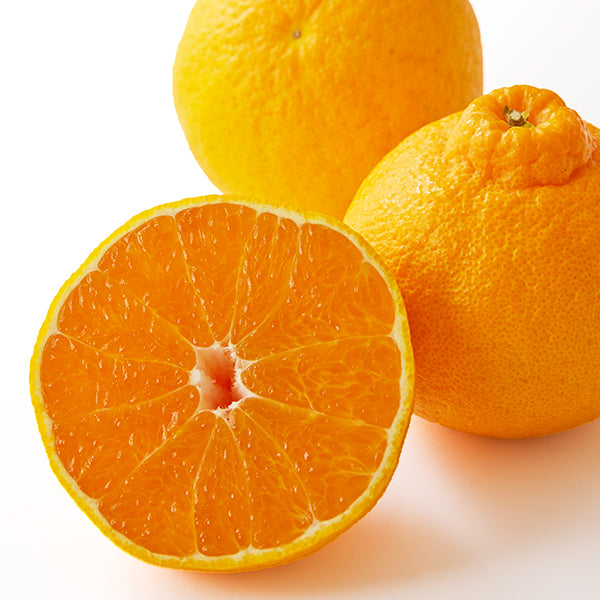 新宿高野 デコポン®B #12119