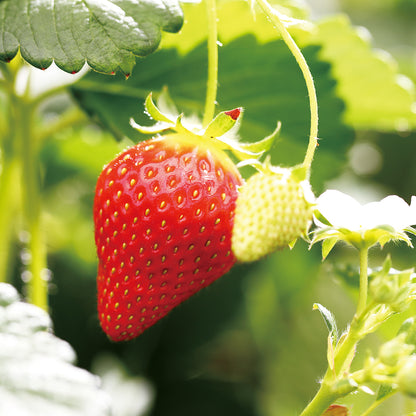 新宿高野 アイベリー #15318