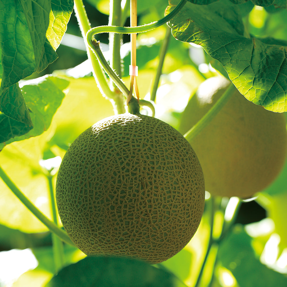 新宿高野 マスクメロン＆紅ほっぺ苺セット #11211