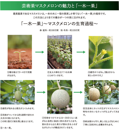 マスクメロンの生育過程