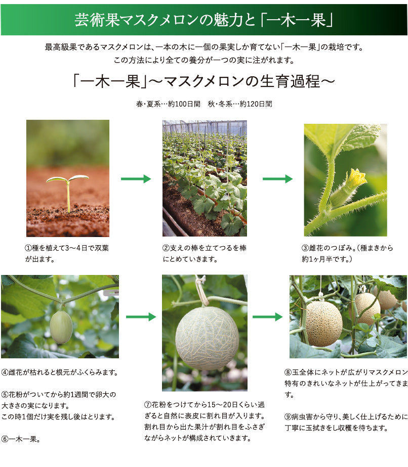 マスクメロンの生育過程