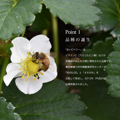 新宿高野 おいＣベリー9＆旬果EC #29100