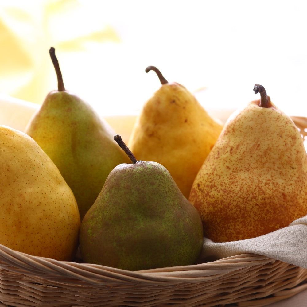 新宿高野 ポワールトリオA #14137