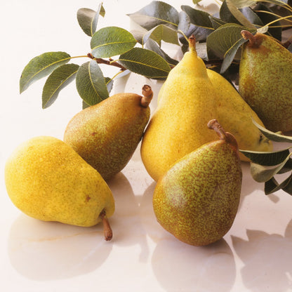 新宿高野 ル・レクチェ #14298