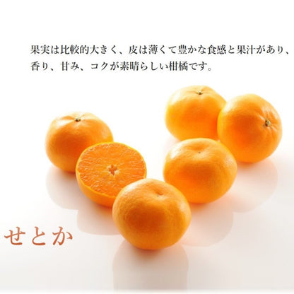 新宿高野 ホワイトデー旬果ギフトEB #29100