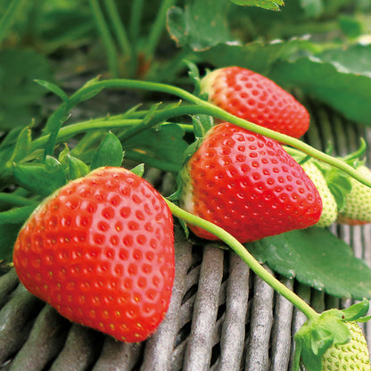 新宿高野 ストロベリーセットS #15363