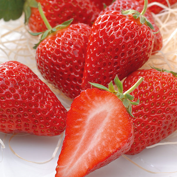 新宿高野 ストロベリー＆ラ・フランス #53082