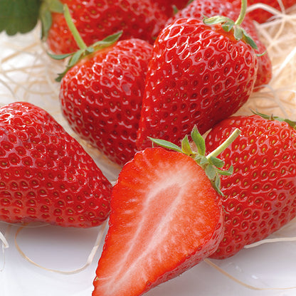 新宿高野 クリスマスストロベリー #94870